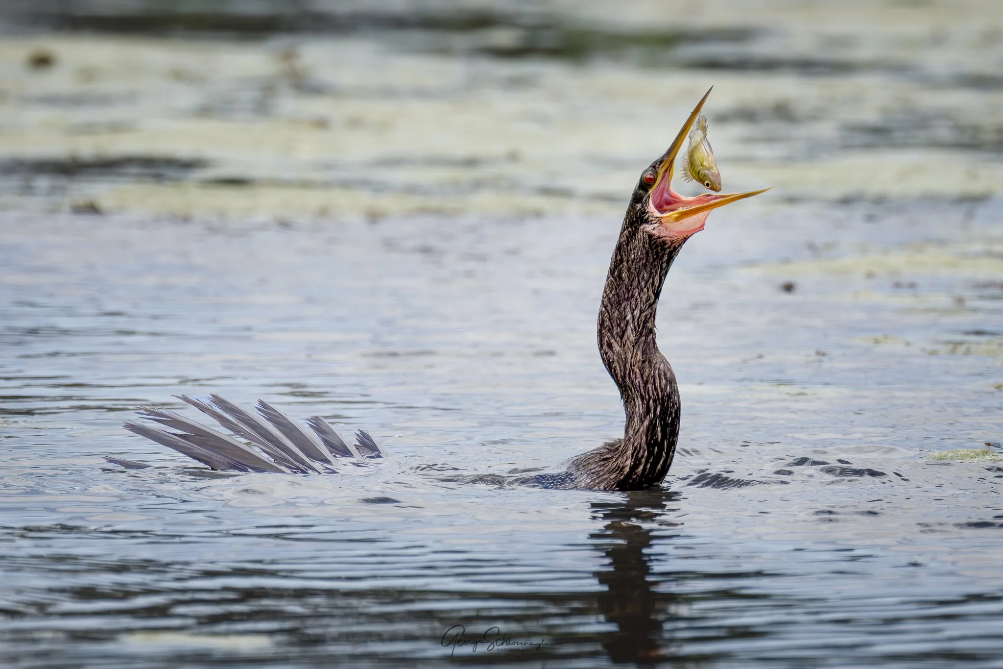 Image courtesy and copyright 2026 George Schlossnagle.