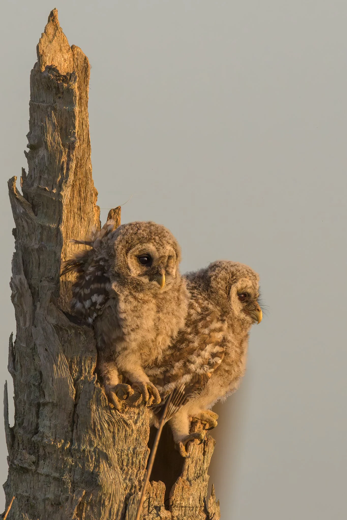 Image courtesy and copyright 2026 George Schlossnagle.