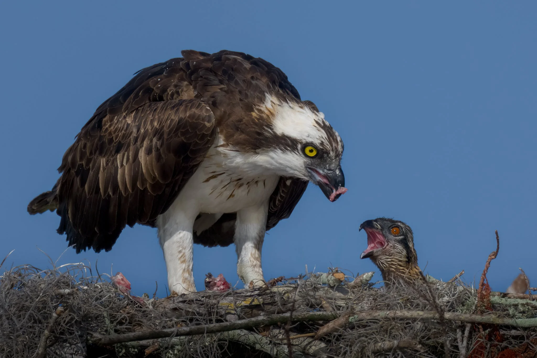 Image courtesy and copyright 2026 George Schlossnagle.