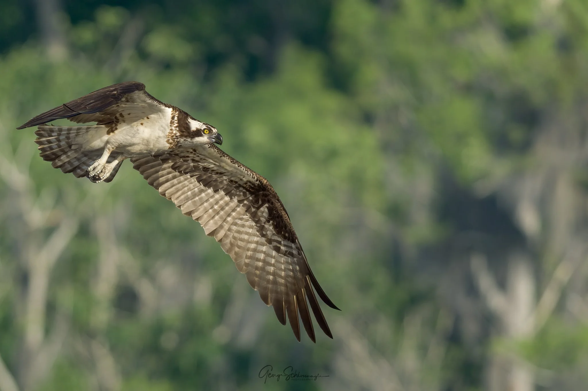 Image courtesy and copyright 2026 George Schlossnagle.