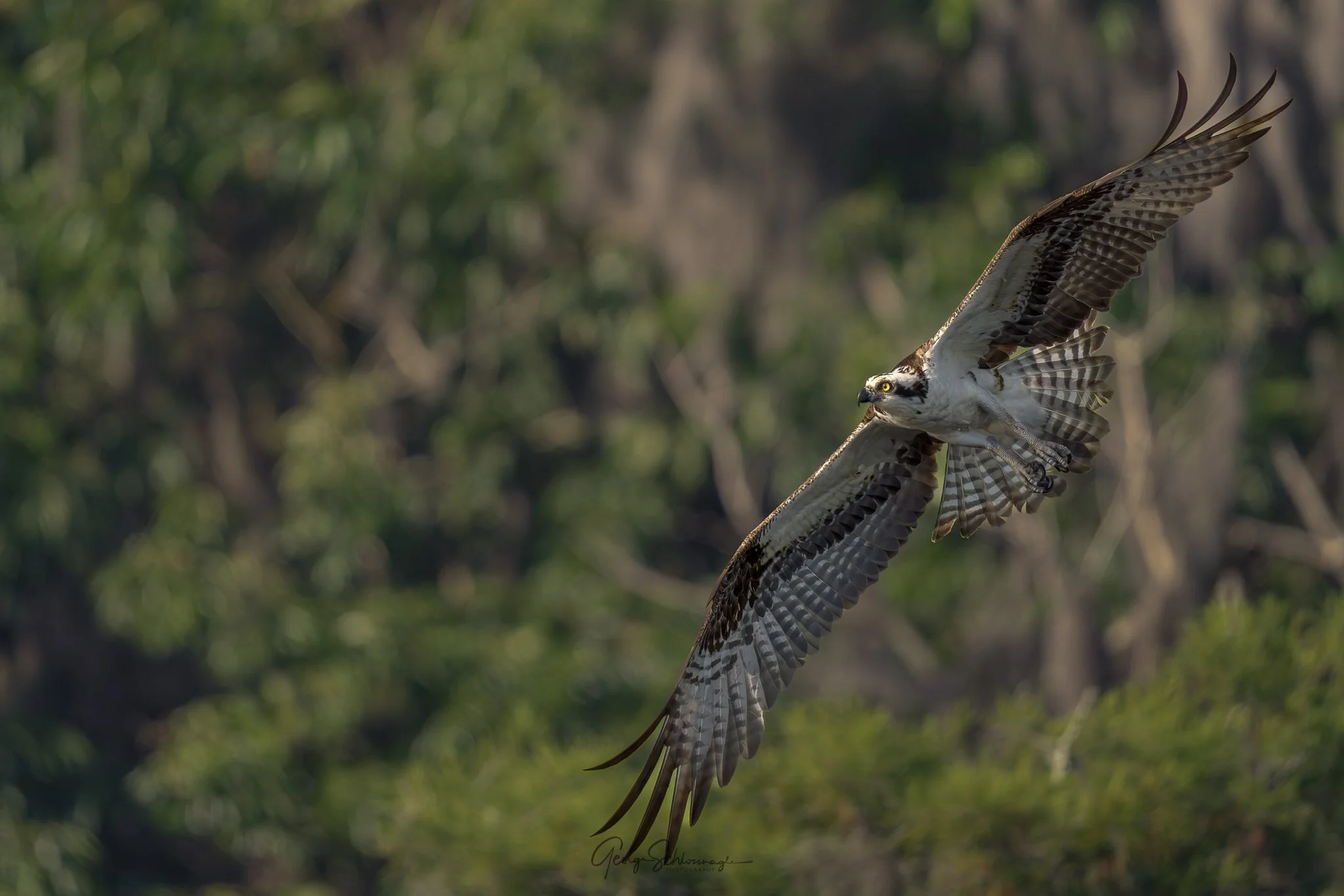 Image courtesy and copyright 2026 George Schlossnagle.