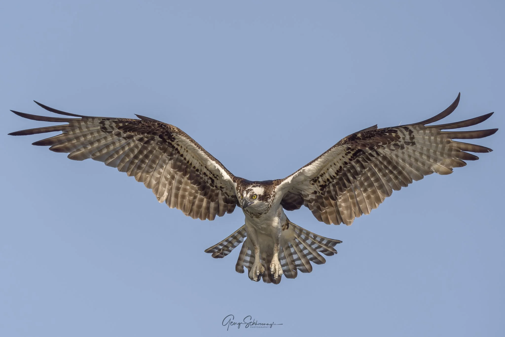 Image courtesy and copyright 2026 George Schlossnagle.