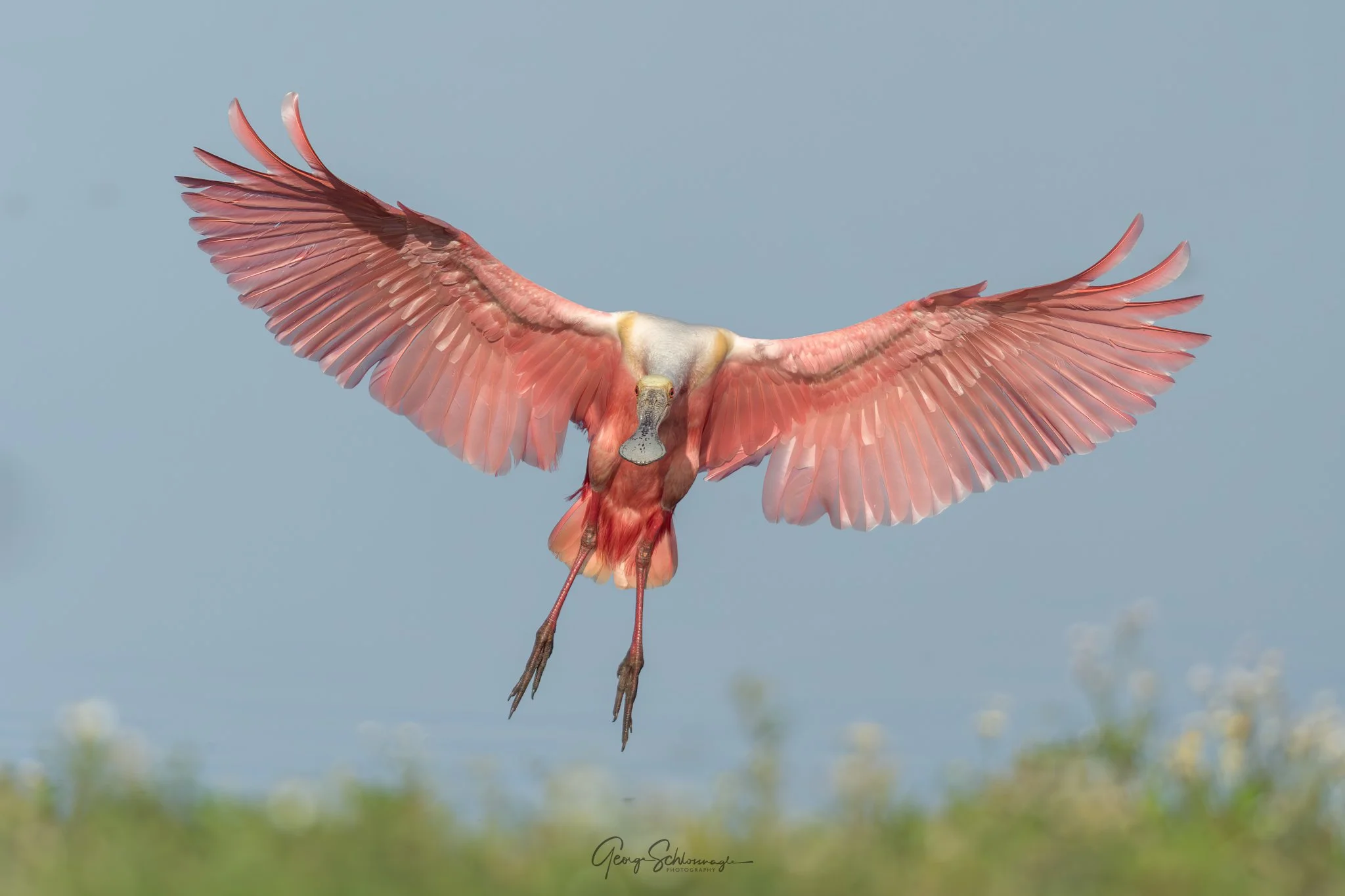 Image courtesy and copyright 2026 George Schlossnagle.