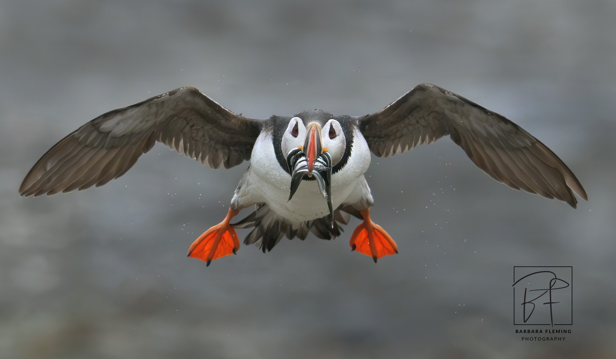 Atlantic Puffin returning with a bill full of fish photographed by Barbara Fleming during Christopher Dodds' 2026 Deluxe Atlantic Puffins Galore Photography Workshop in Quebec.