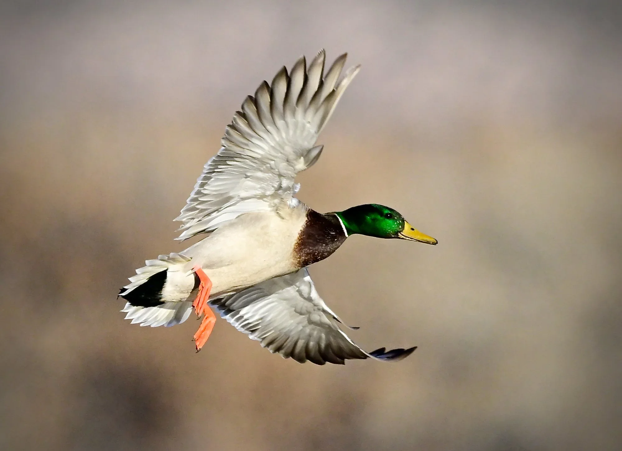 Drake Mallard in Flight — Chris Fryou