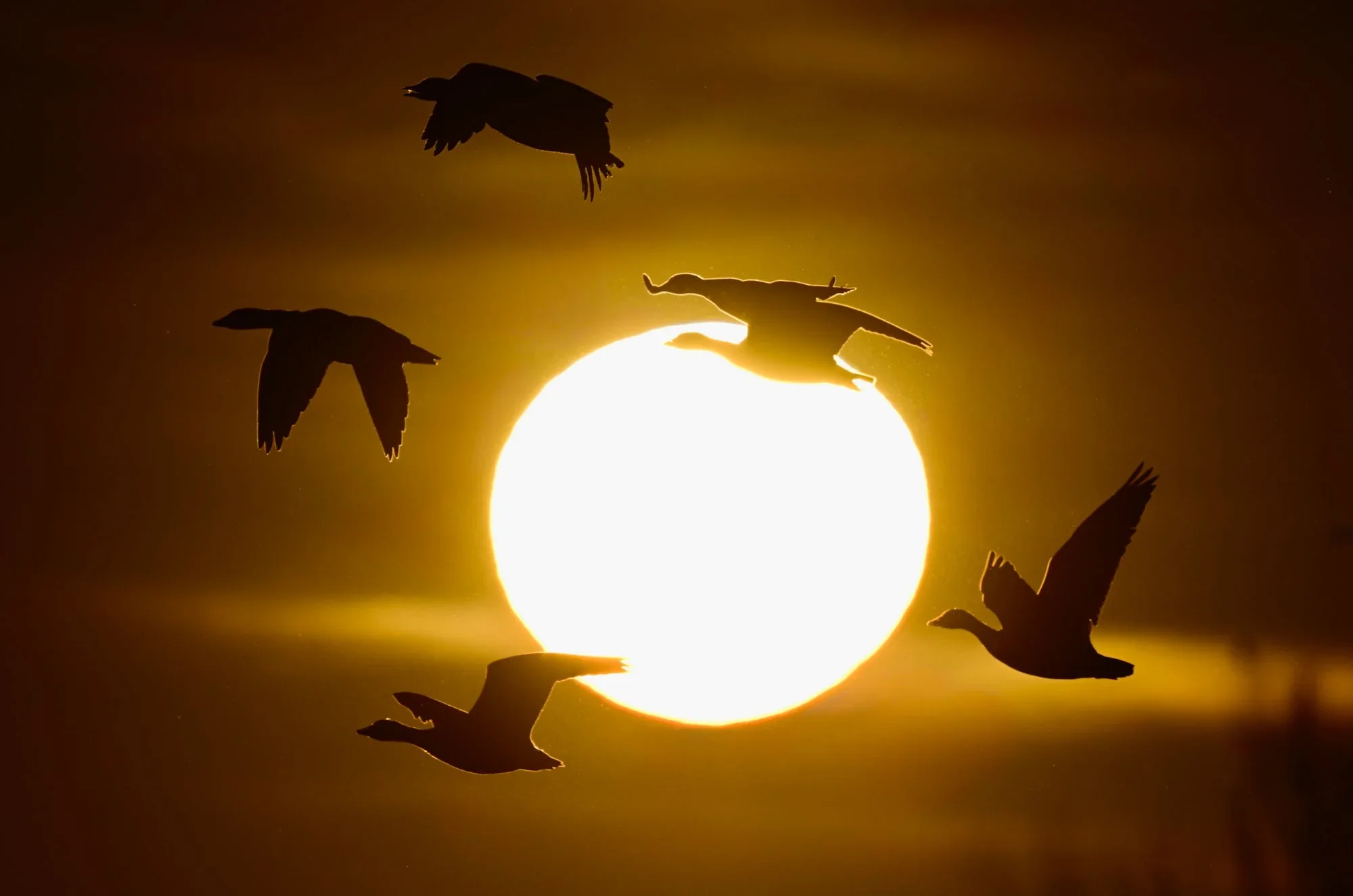 Snow Geese Silhouette — Chris Fryou