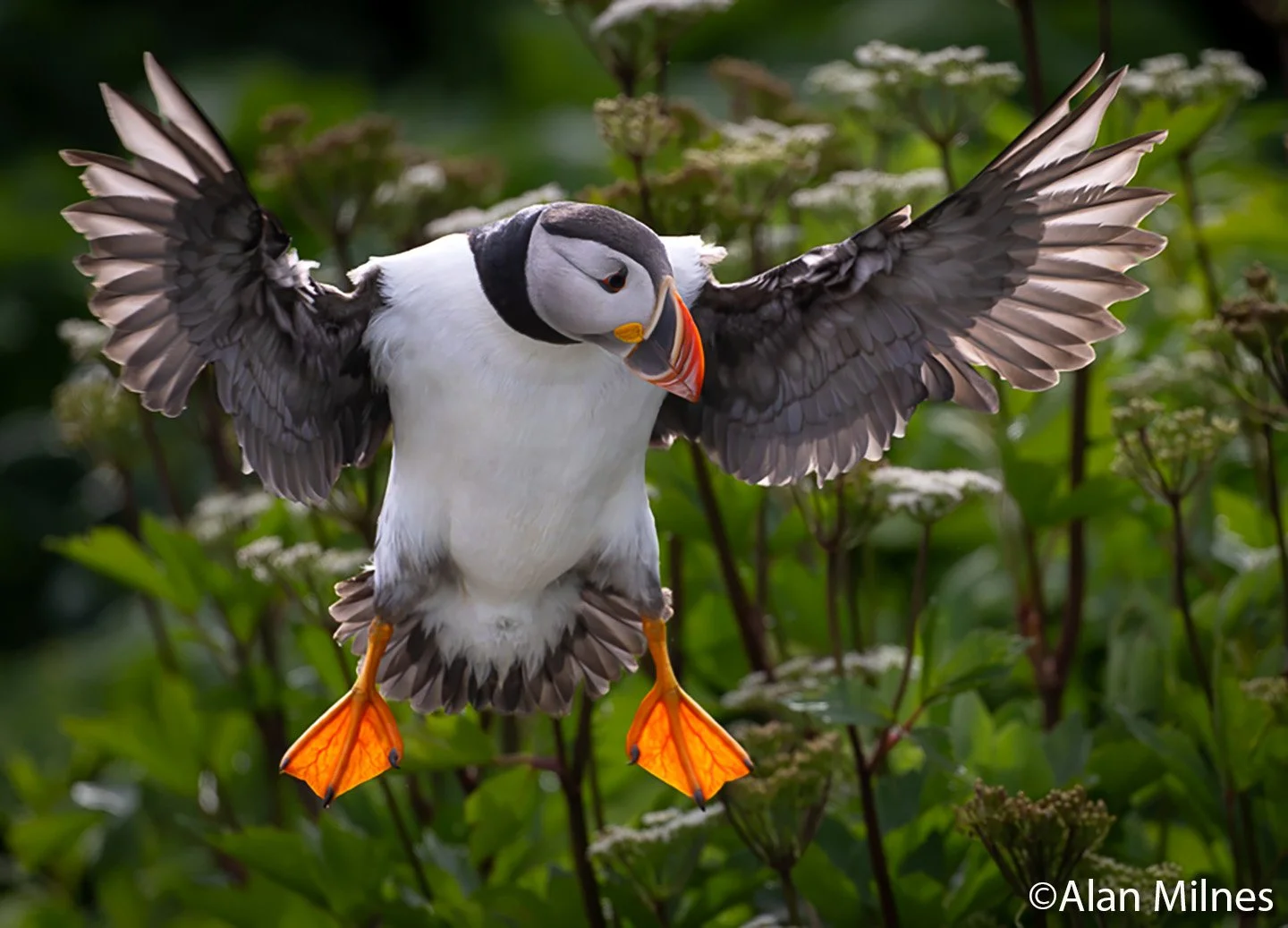 Atlantic Puffin spreads its backlit wings and lowers its orange feet while landing among green vegetation on Île aux Perroquets, Quebec.