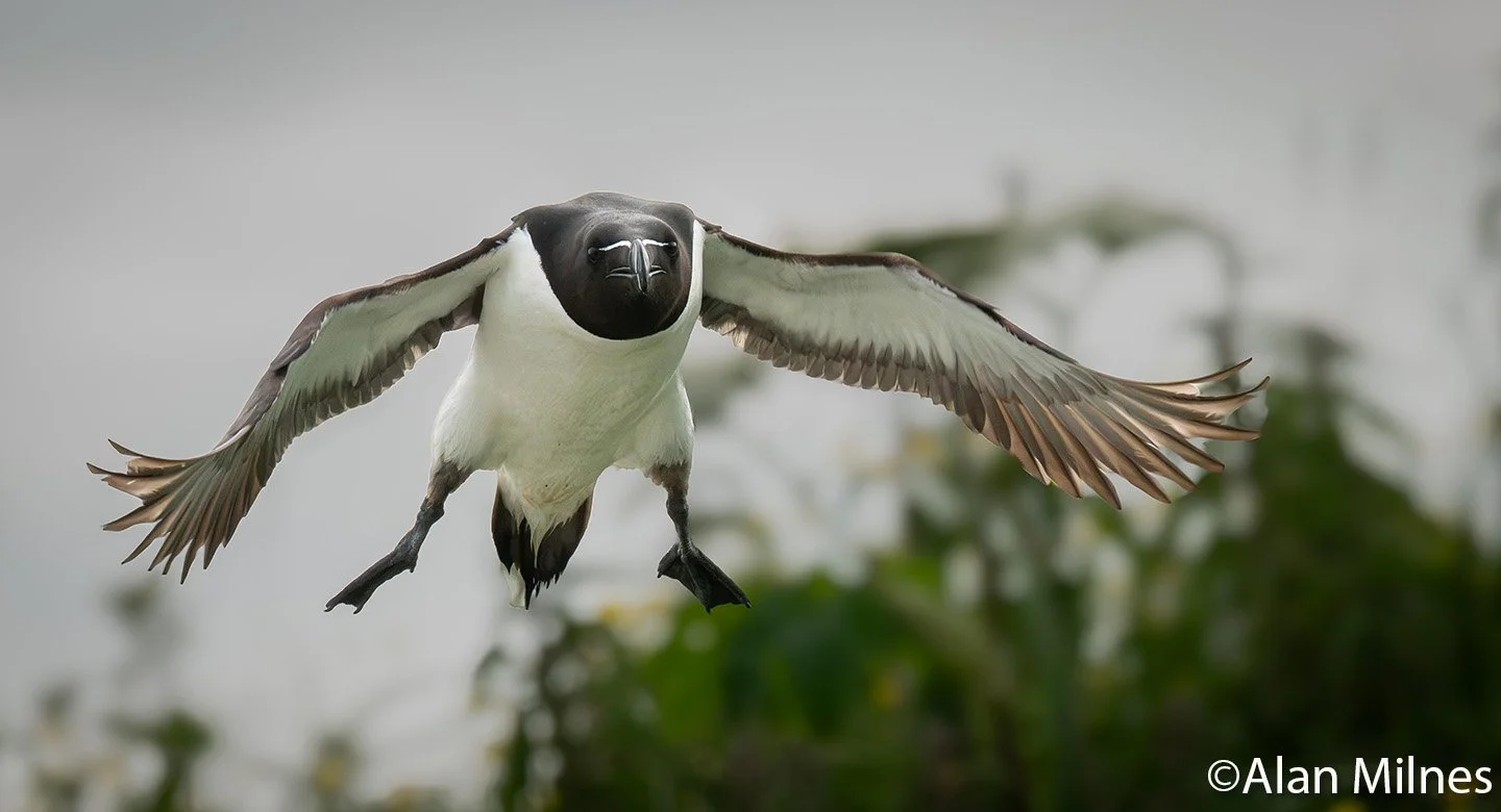 Razorbill flies directly towards the camera with its wings extended and feet lowered against a softly blurred background on Île aux Perroquets.
