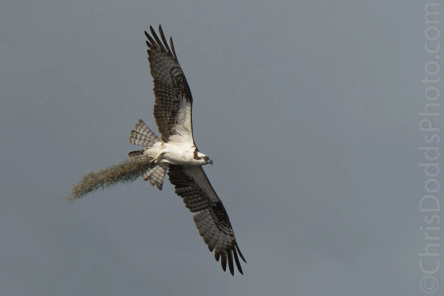 Male osprey in flight carrying Spanish moss nesting material against a smooth grey sky at Lake Blue Cypress, Florida during breeding season.