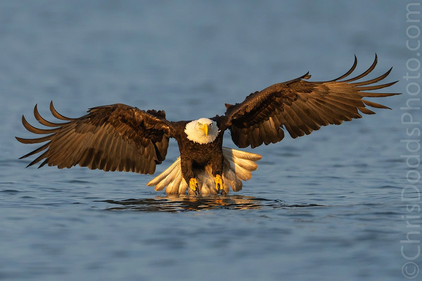 Bald Eagle flying low over the water near Atlantic Puffins at Île aux Perroquets in Quebec's Mingan Archipelago, photographed by Christopher Dodds.