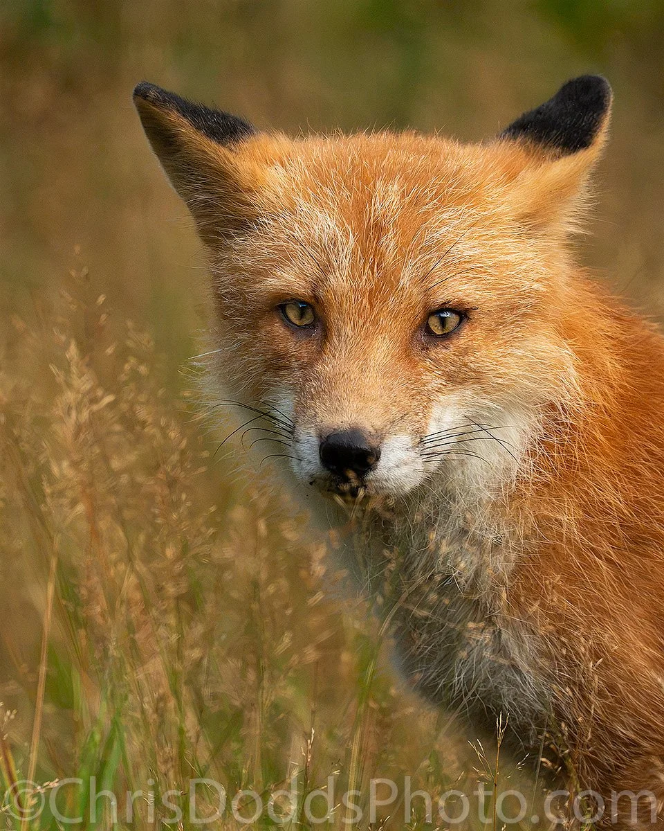 Red-morph Kodiak fox with dark-backed ears looking through long golden grass on Kodiak Island, Alaska.