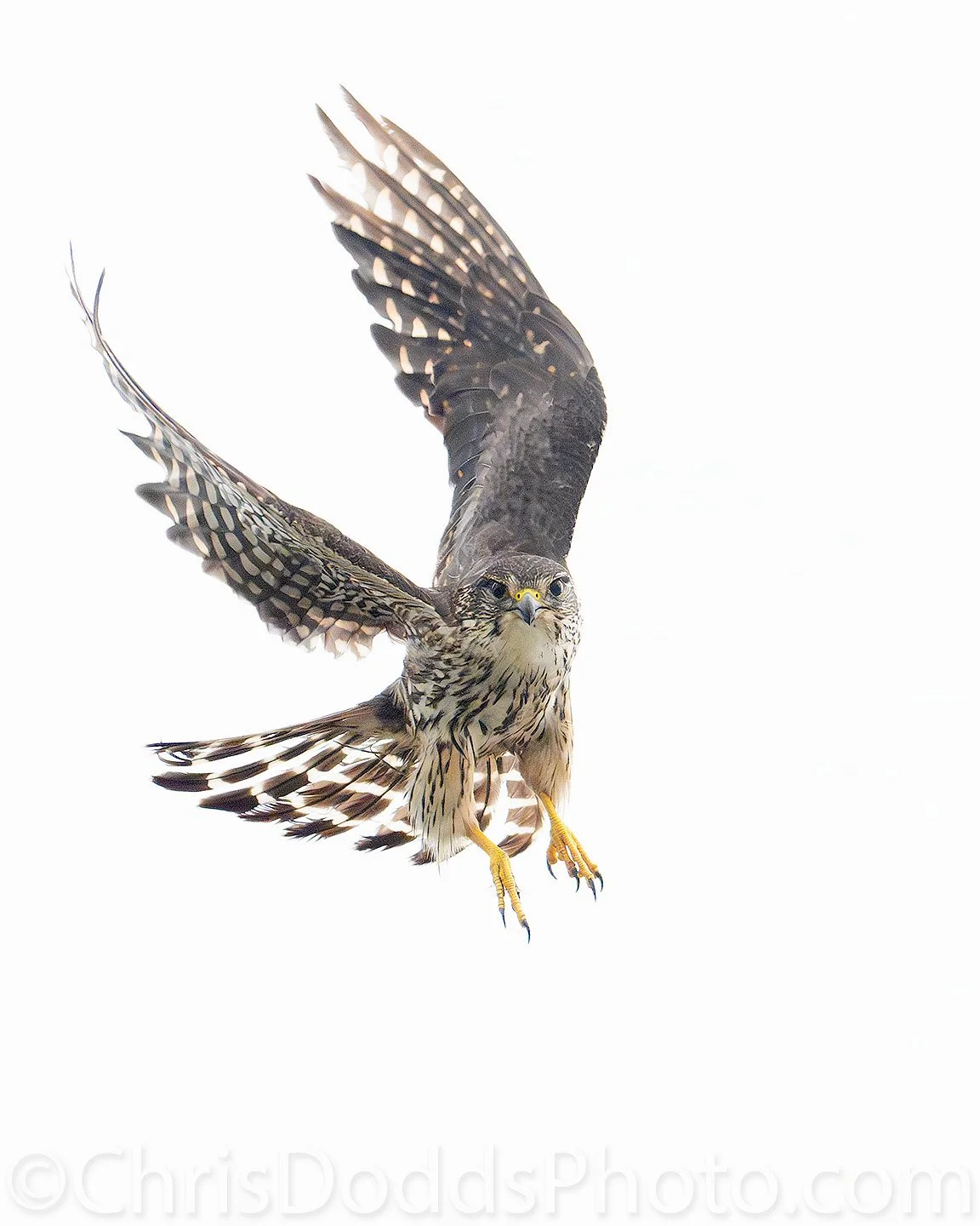 Immature Merlin falcon landing with wings spread and talons extended against a high-key white background in Quebec by Christopher Dodds