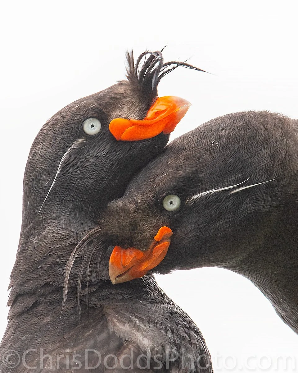 Two Crested Auklets mutually preening during courtship and pair-bonding behaviour on a backlit cliff ledge on Saint Paul Island, Alaska.
