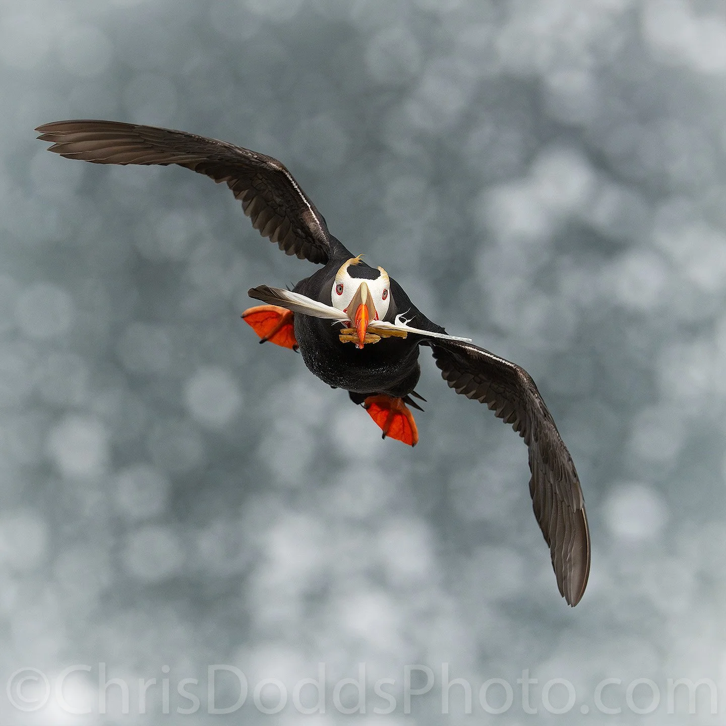 Tufted Puffin flying up a cliff carrying a feather and vegetation to its nest against out-of-focus sea foam on Saint Paul Island, Alaska.