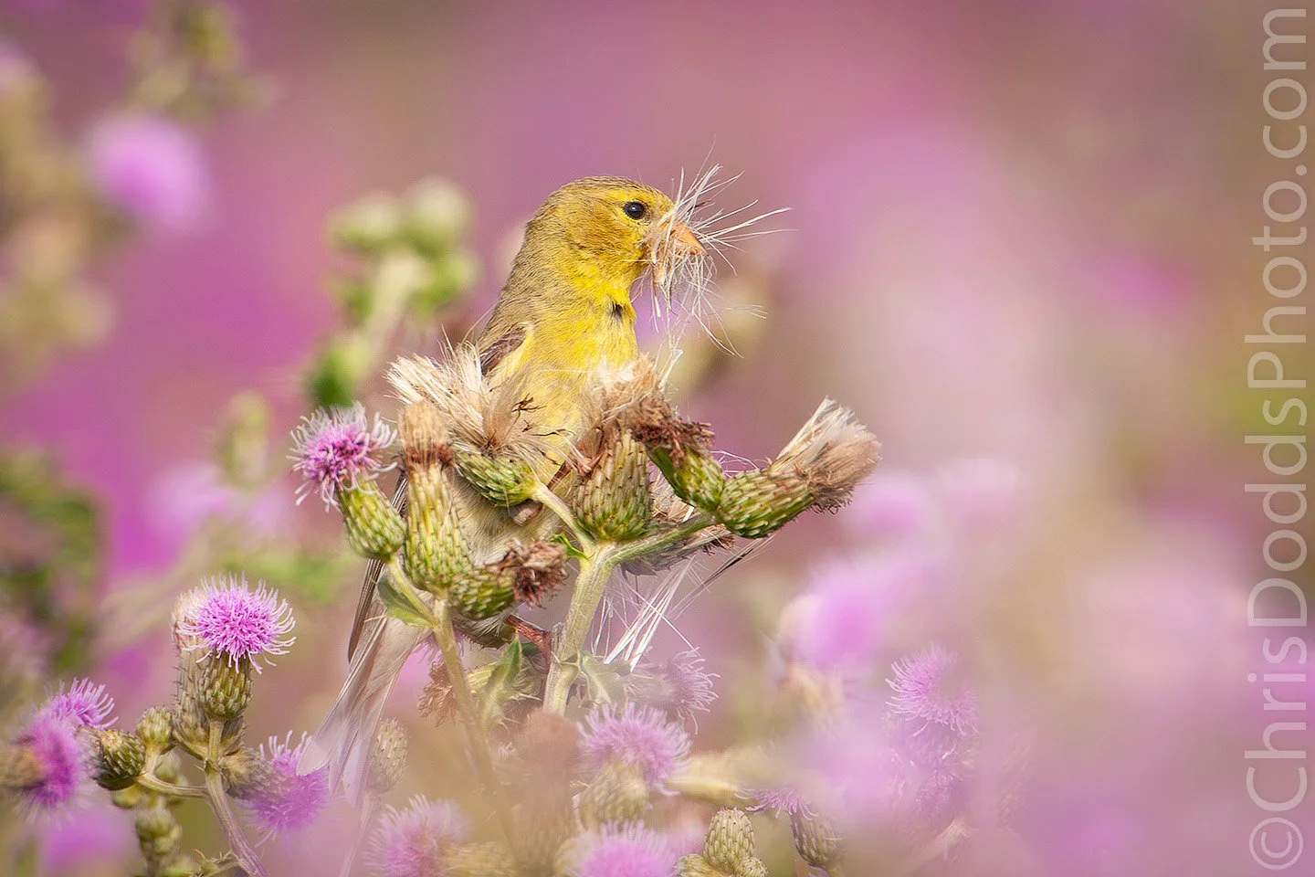 American Goldfinch perched among blooming pink thistles, holding fluffy thistle down in its beak, surrounded by soft pastel foreground and background, photographed by Christopher Dodds.