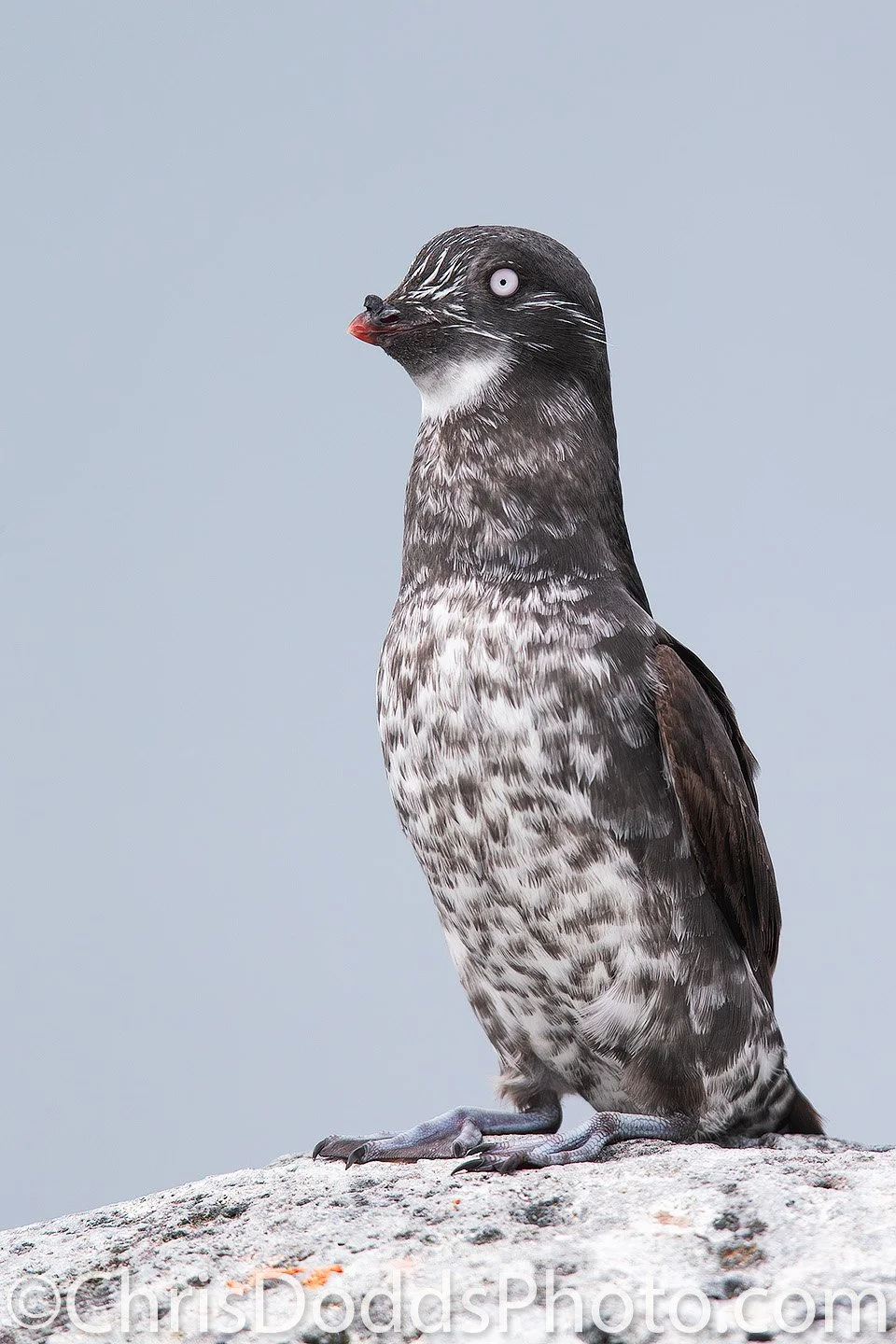 Least Auklet in breeding plumage standing upright on a rock on Saint Paul Island in Alaska’s Pribilof Islands.