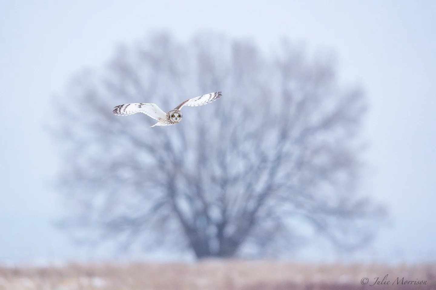 Short-eared Owl flying toward the camera in a pale winter sky, wings raised, with a large blurred leafless tree in the background and soft golden-brown fields below.