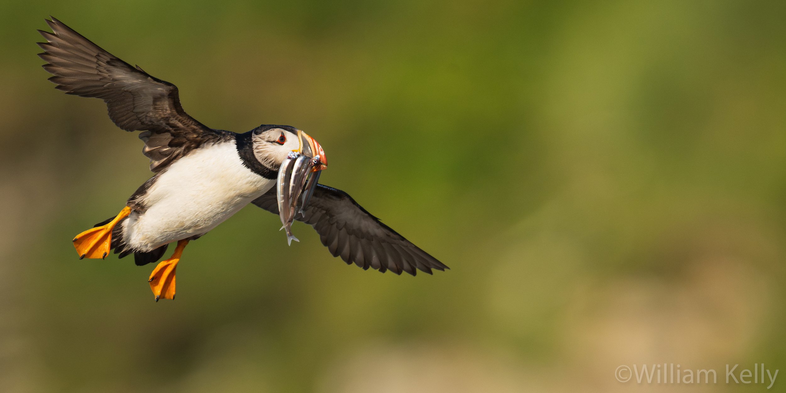 Atlantic Puffin carrying fish in flight photographed by workshop participant William Kelly in Quebec's Mingan Archipelago.
