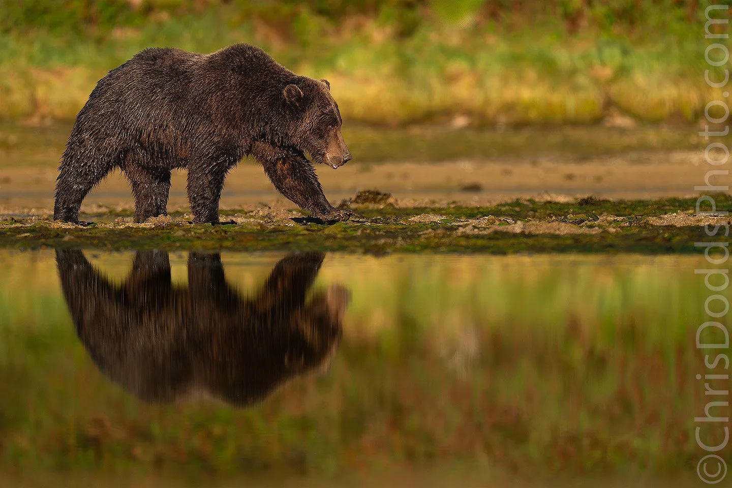 Coastal brown bear walking along exposed tidal flats while clamming in Kuliak Bay, Katmai National Park, Alaska, with its reflection in still water amid soft greens and golds.