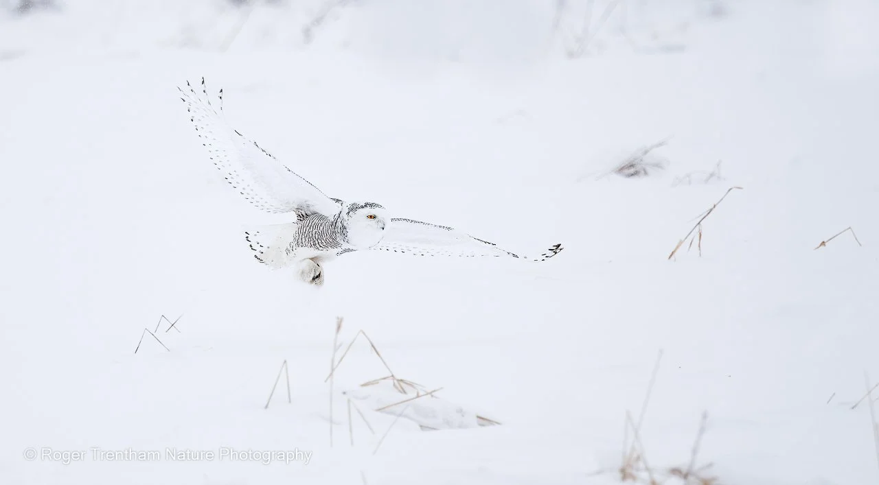 Snowy Owl photographed by Roger Trentham during Christopher Dodds' Winter Snowy Owl Photography Workshop in Canada.
