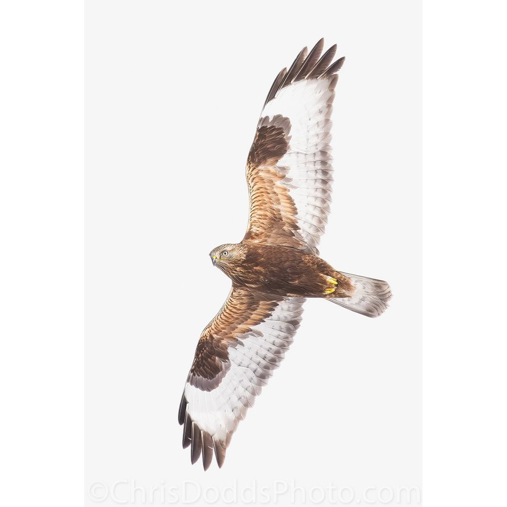 Rough-legged Hawk in flight ventral view — Nature Photography Blog