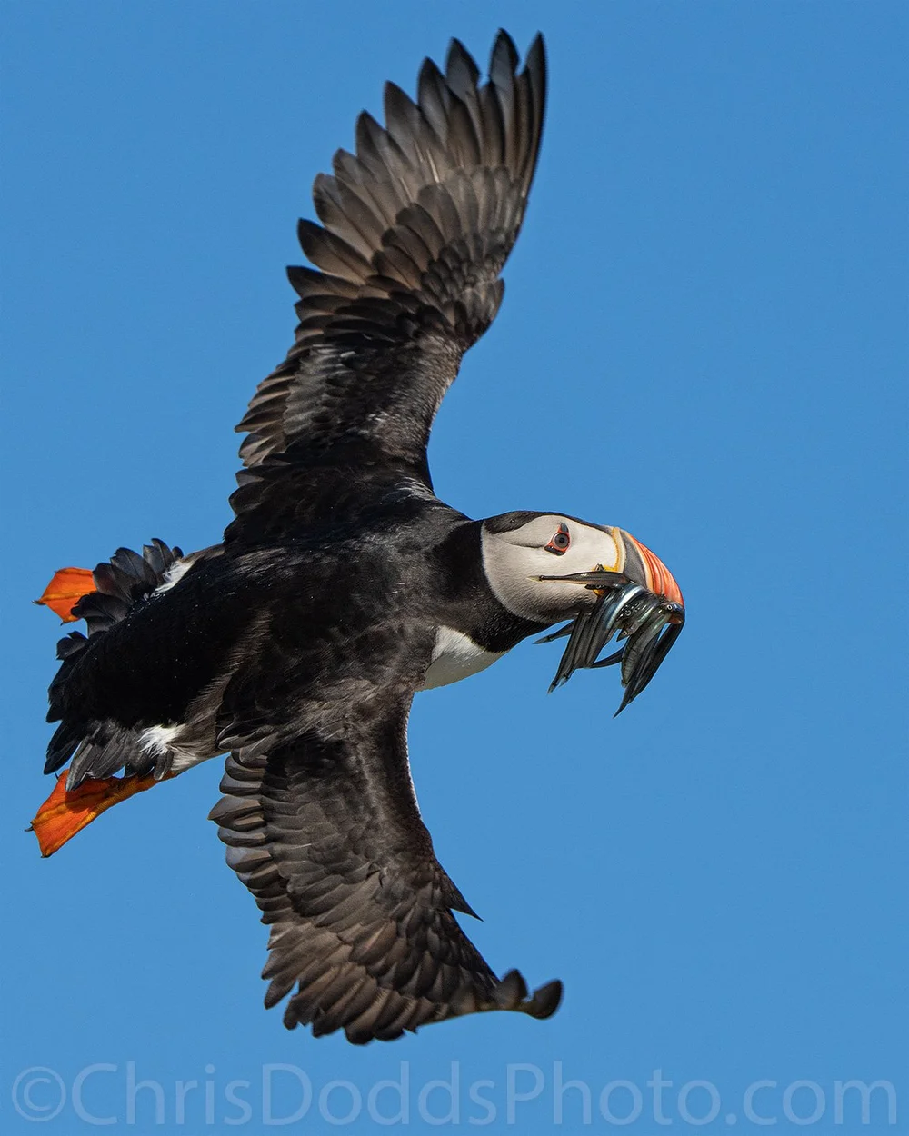 Atlantic Puffin in flight with fish (Capelin) dorsal view — Nature ...
