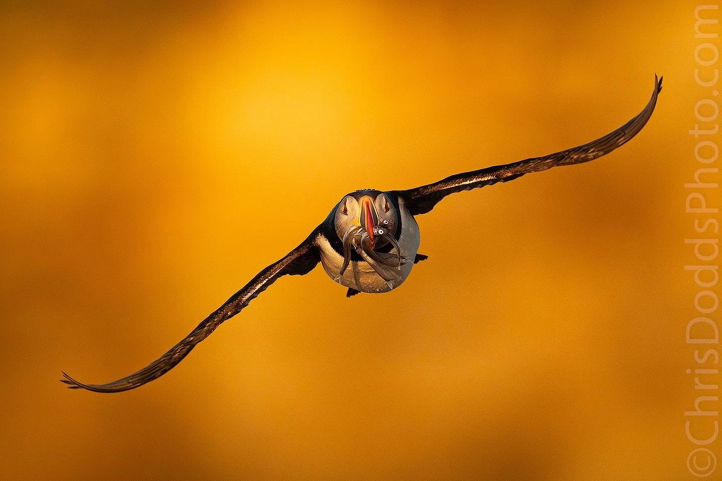 Atlantic Puffin flying directly towards the camera with fish in its beak against golden cliffs emerging through morning fog on Île aux Perroquets, Quebec.
