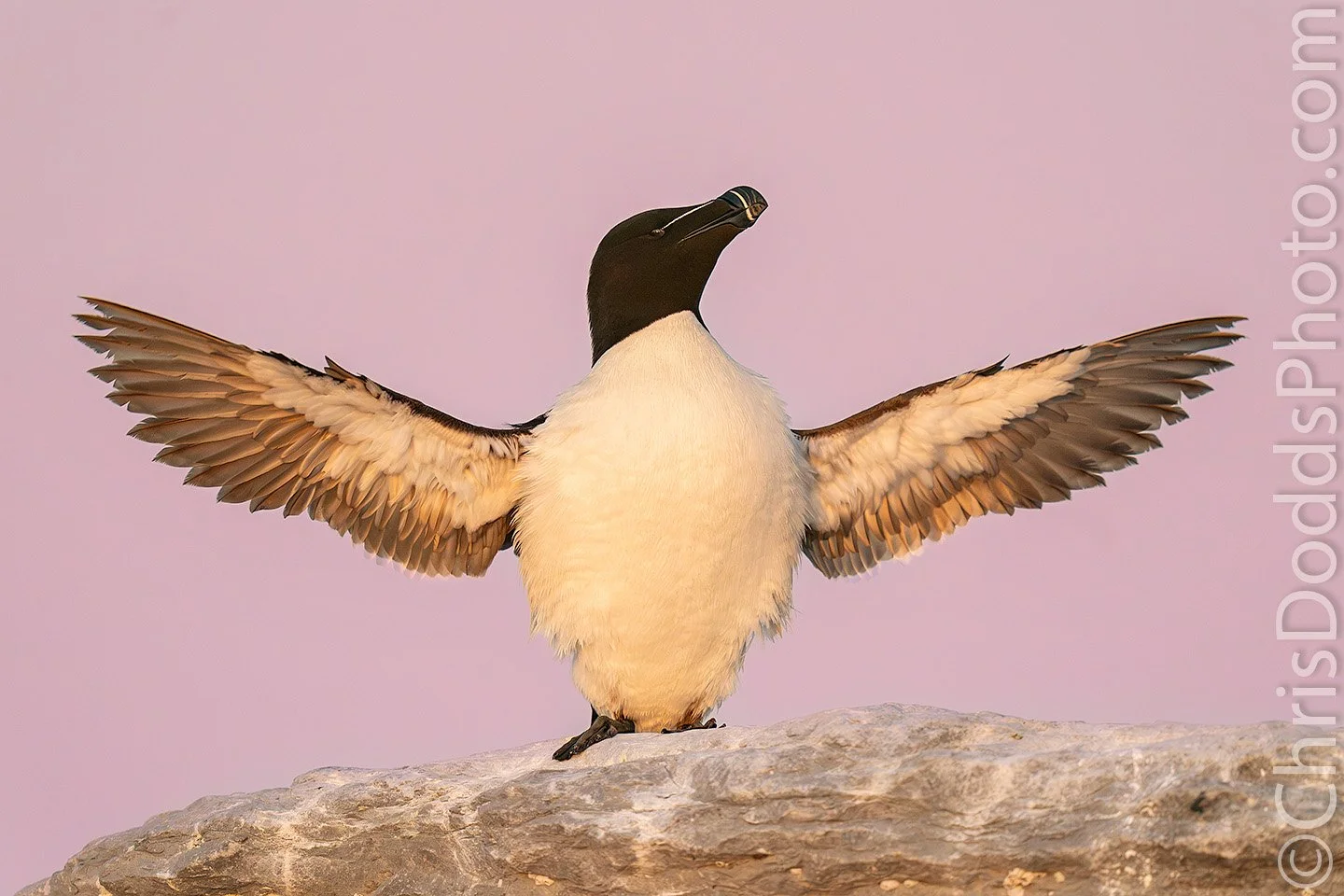 Razorbill stretching its wings at last light on Île aux Perroquets, photographed at ISO 10,000 with an OM SYSTEM OM-1 Mark II and 150–400mm lens.