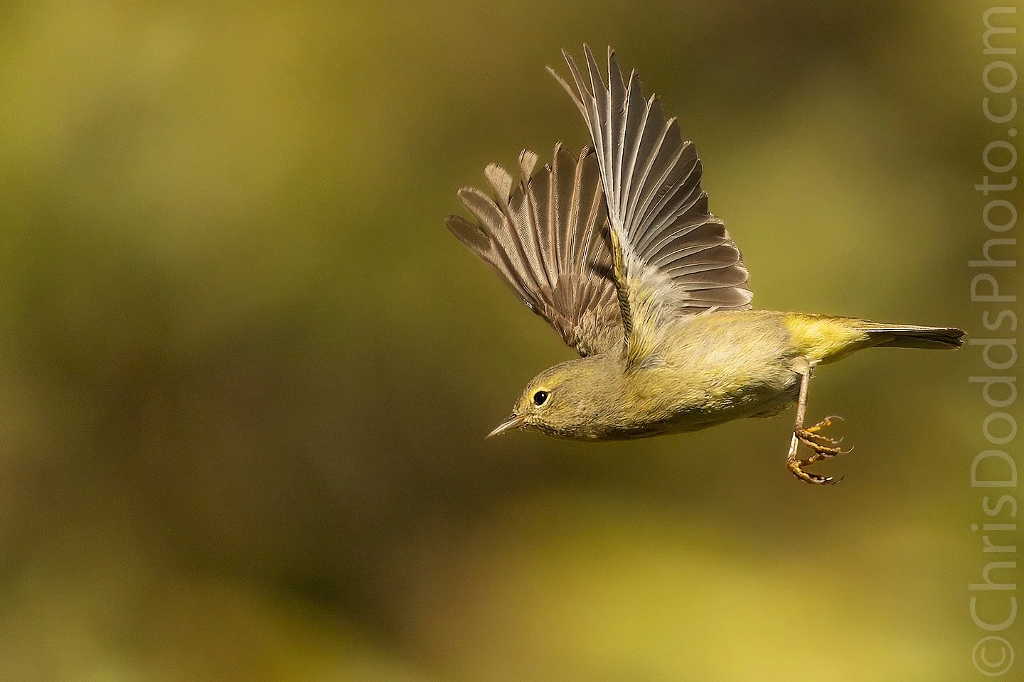 Orange-crowned Warbler in flight photographed in warm evening light on Kodiak Island, Alaska. The tiny songbird is captured with wings fully raised against a soft golden background, showcasing its agile flight and delicate plumage.