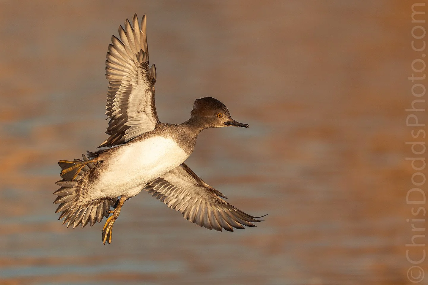Female Hooded Merganser in flight in warm golden morning light, wings spread, photographed at 1/5000 sec with Sony A9 III and 1200mm lens during Better Than Bosque Workshop.