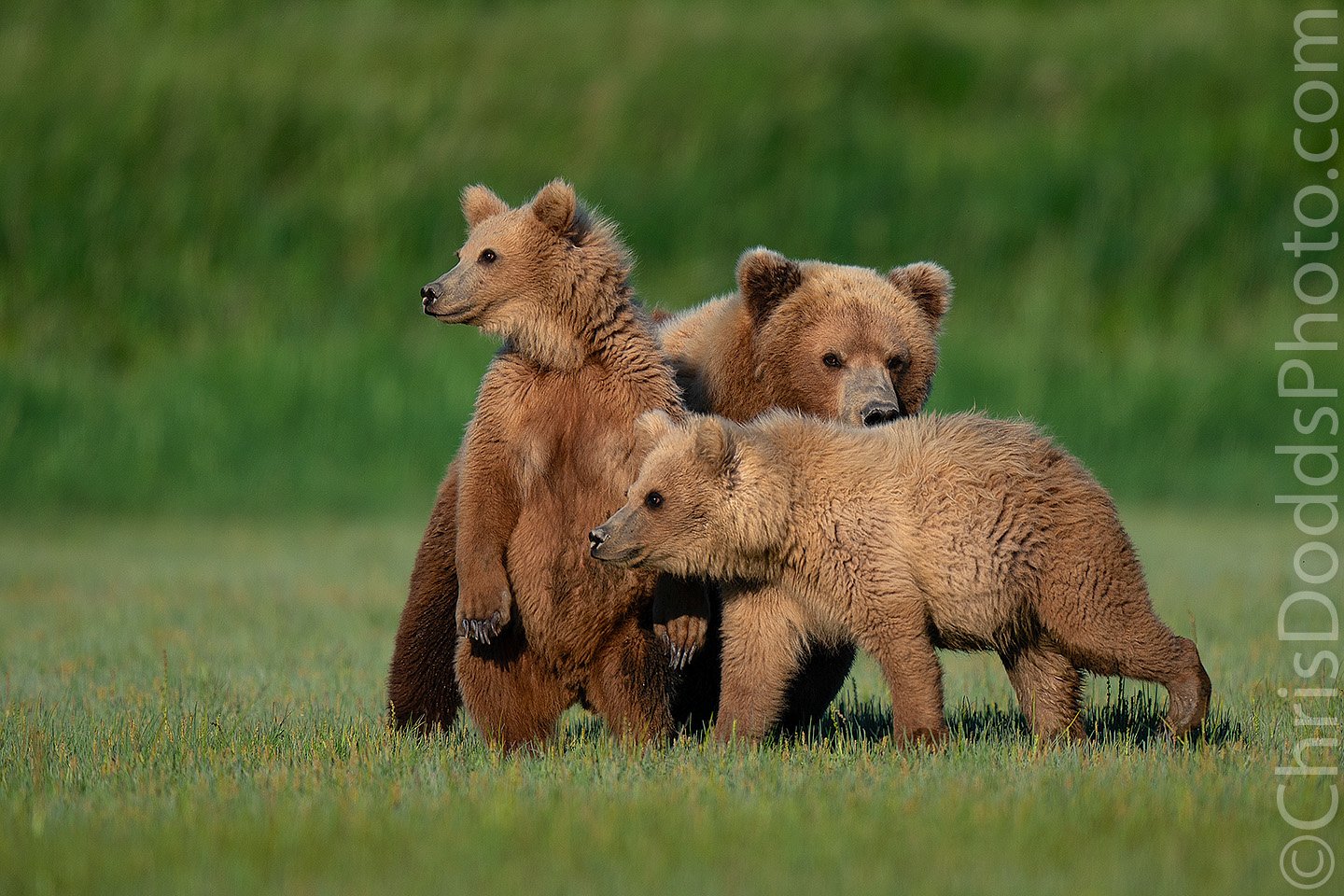 Coastal Brown (Grizzly) Bears Mother and Cubs — Nature Photography Blog