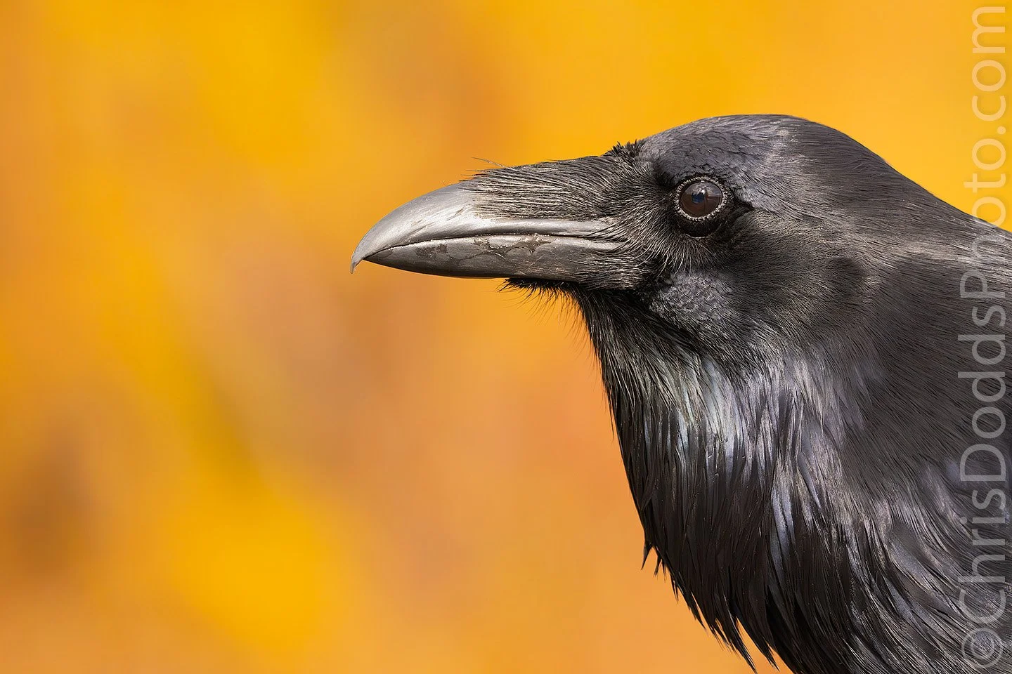Common Raven portrait against golden autumn foliage in Northern Ontario photographed with Sony A1 II and Sony 400-800mm lens by wildlife photographer Christopher Dodds.