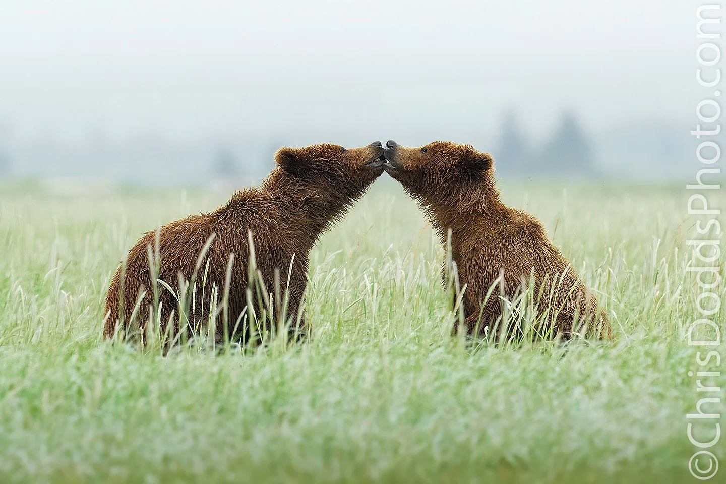 Kissing Coastal Brown (Grizzly) Bear Cubs — Nature Photography Blog
