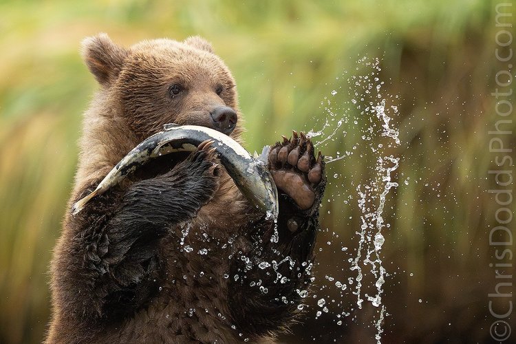 Wild Bear Cub Catches Salmon in Alaska | Coastal Brown Bear Action at ...