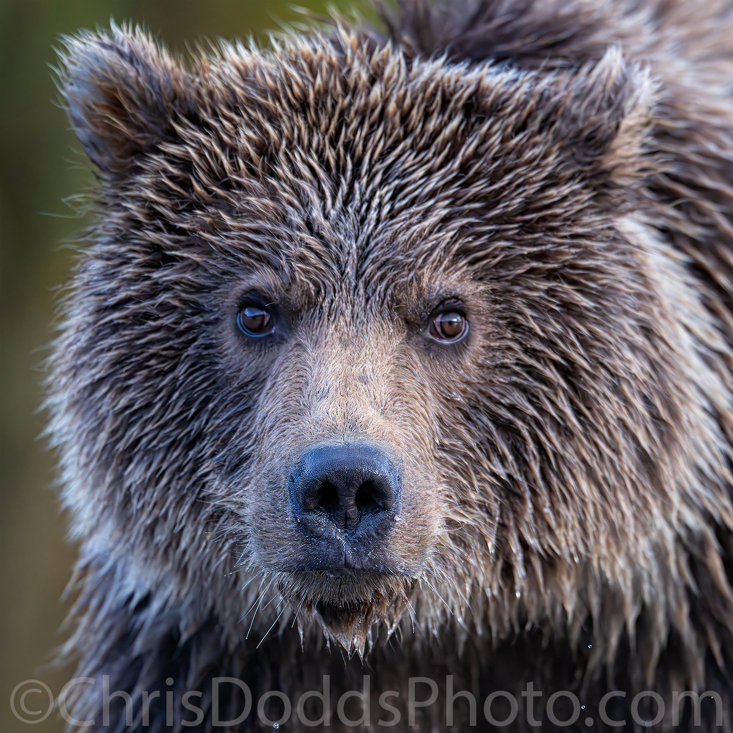 Portrait of a Brown Bear Yearling — Nature Photography Blog