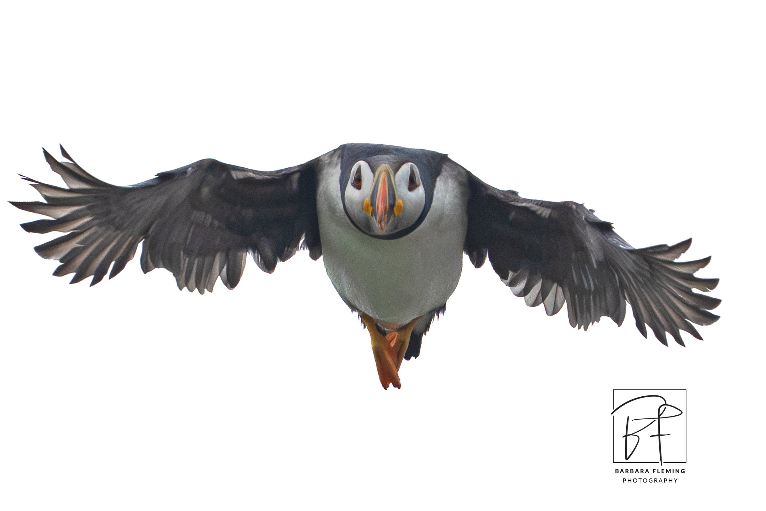 barbara-fleming-atlantic-puffin-head-on-flight