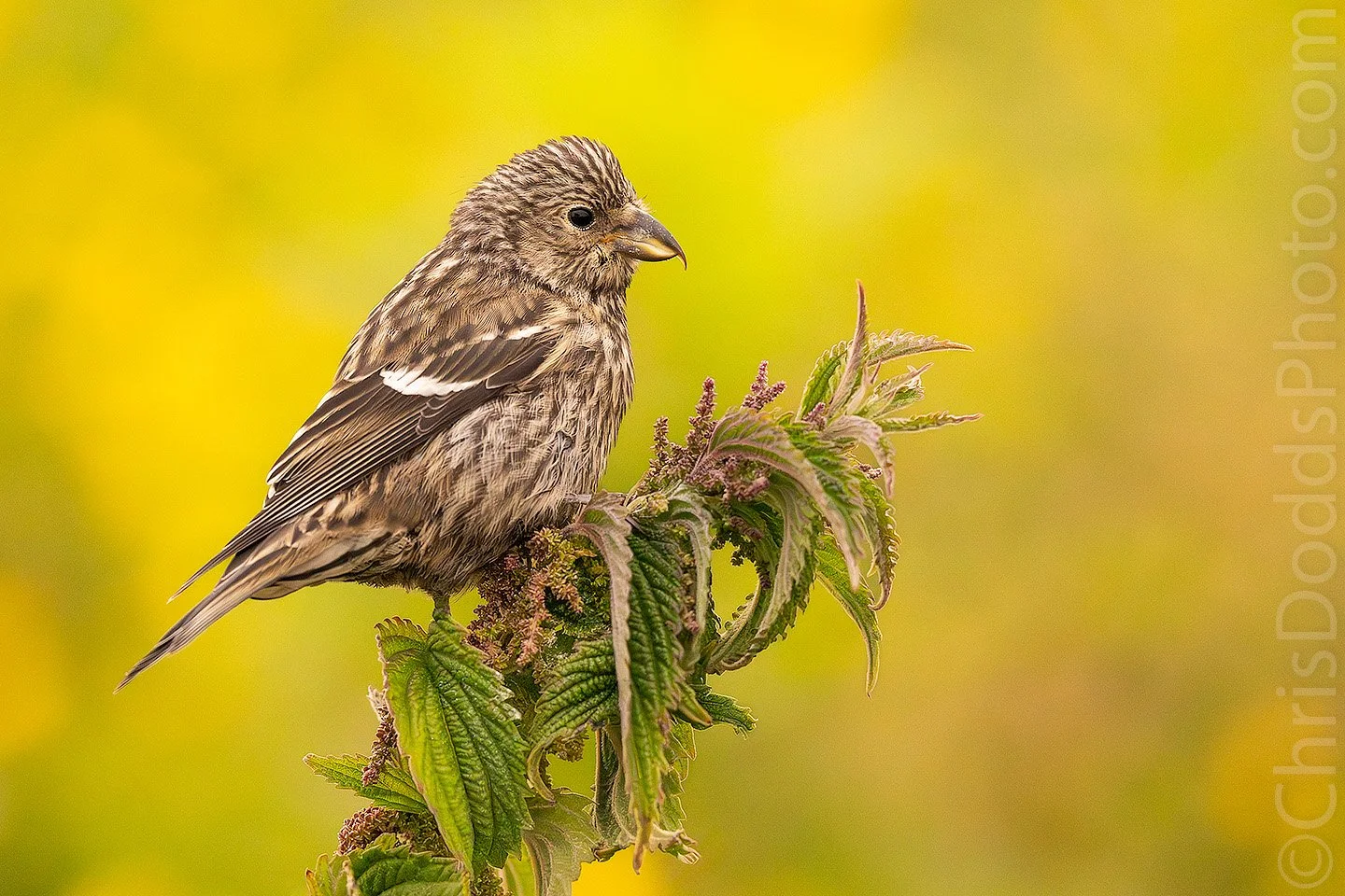 Female White-winged Crossbill perched on a stinging nettle plant against a soft yellow-green background. The bird's distinctive crossed bill and white wing bars are visible as it feeds among the seed heads in natural habitat.