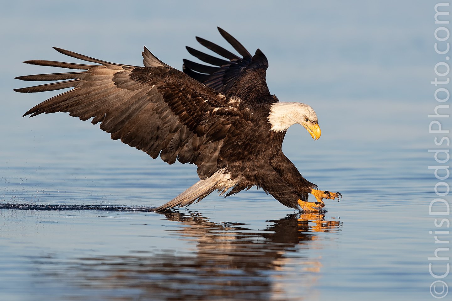 Bald Eagle Fishing — Nature Photography Blog