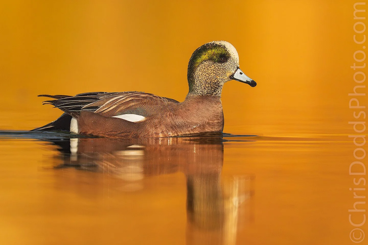 A beautifully detailed portrait of a drake American Wigeon gliding calmly across glowing golden water, captured at water level with warm reflected light and perfect sharpness.