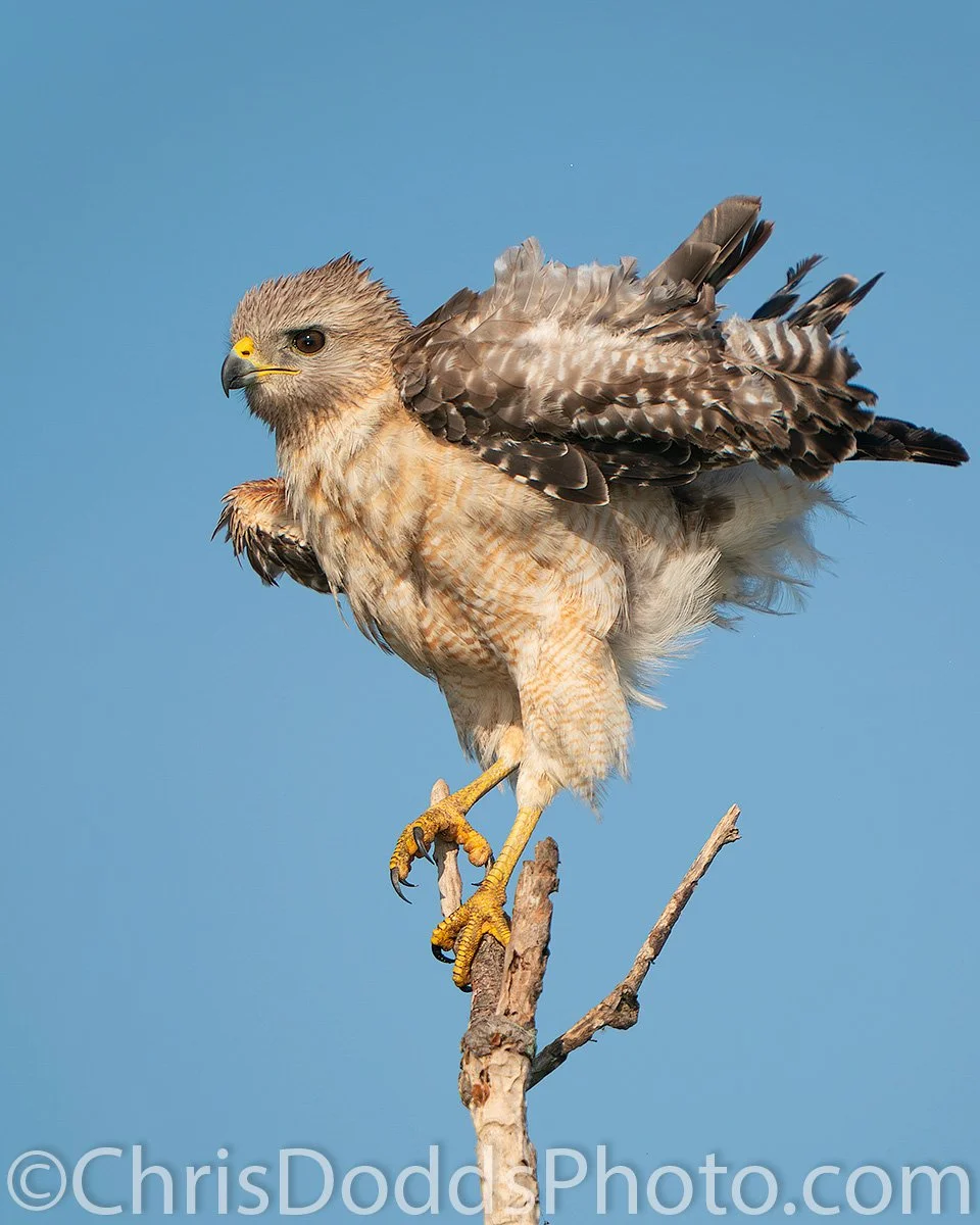 Red-shouldered hawk perched on a branch in Florida, feathers blown upward by strong wind gust as it balances against a clear blue sky.