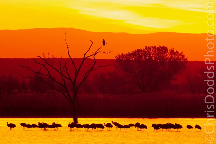 Bosque Dawn Silhouette Eagle in a tree with Sandhill Cranes — Nature