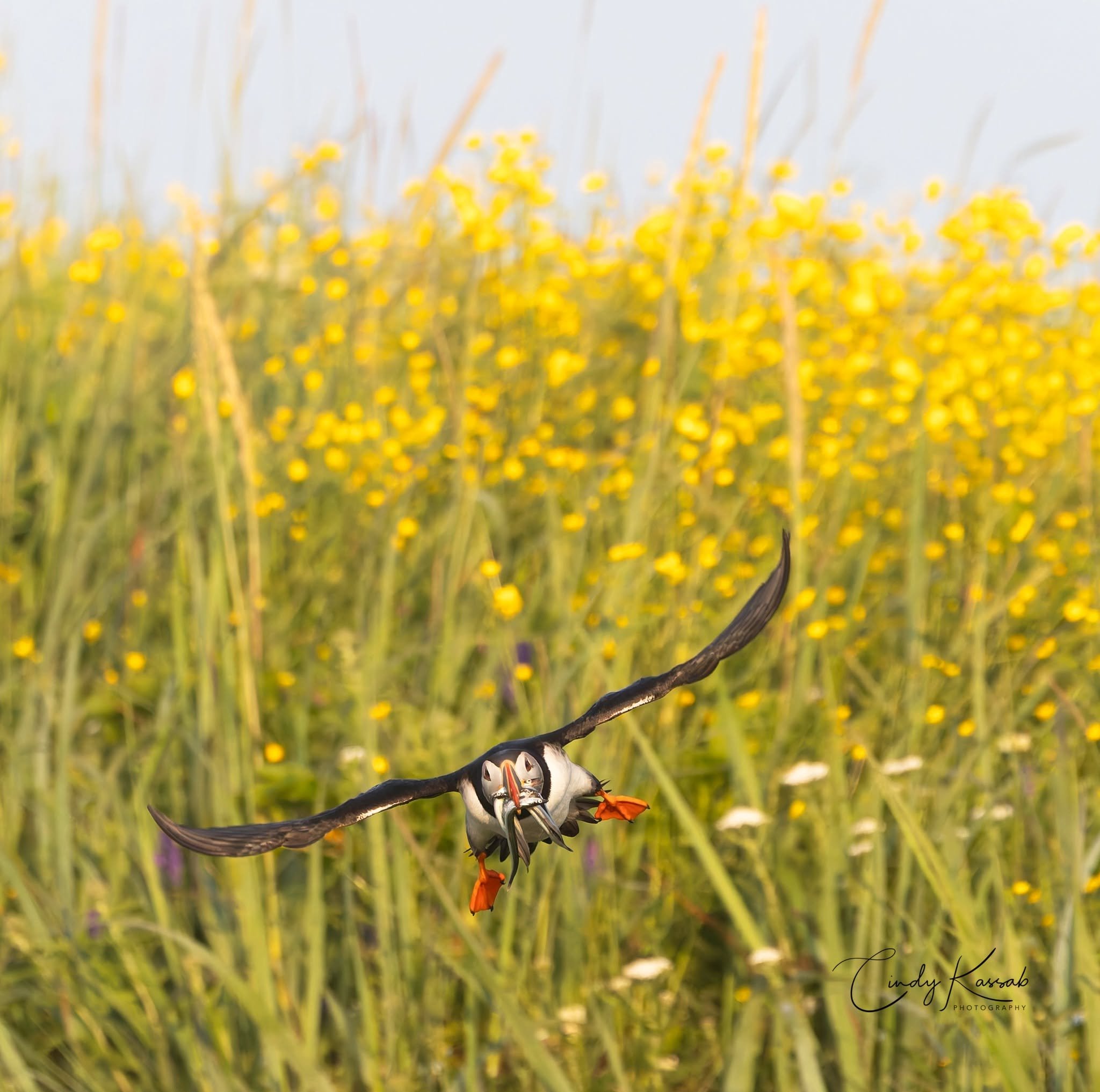 Atlantic Puffin flying with a beak full of fish over yellow wildflowers during Christopher Dodds' Puffins Galore Photography Workshop on Île aux Perroquets, Quebec. Photograph by workshop participant Cindy Kassab.