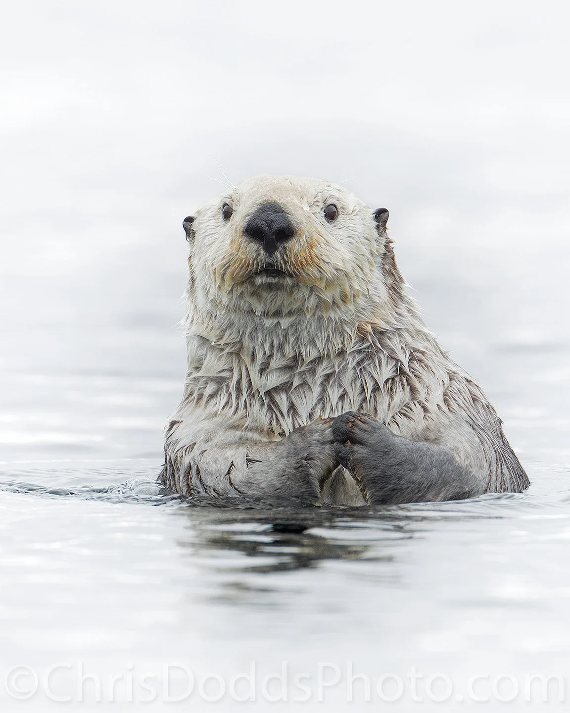 Grizzled sea otter floating on calm water along the Katmai Coast, Alaska, with pale fur showing age-related lightening and paws held together in a relaxed posture
