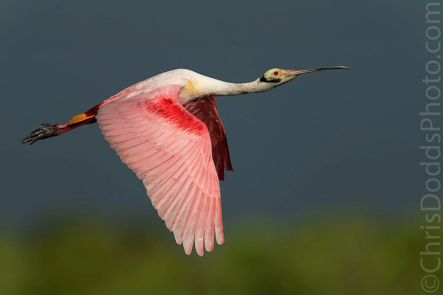 Roseate Spoonbill in flight — Nature Photography Blog