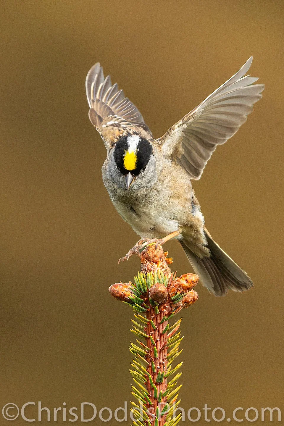 Golden-crowned Sparrow stretching after a shake while perched on the tip of a spruce tree in Alaska. Its wings are fully extended, revealing the bright yellow crown against a soft golden background. Photograph by Christopher Dodds.