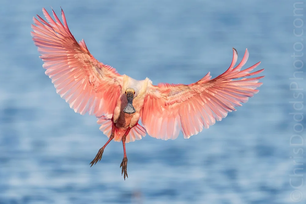 Roseate Spoonbill pretty in Pink — Nature Photography Blog