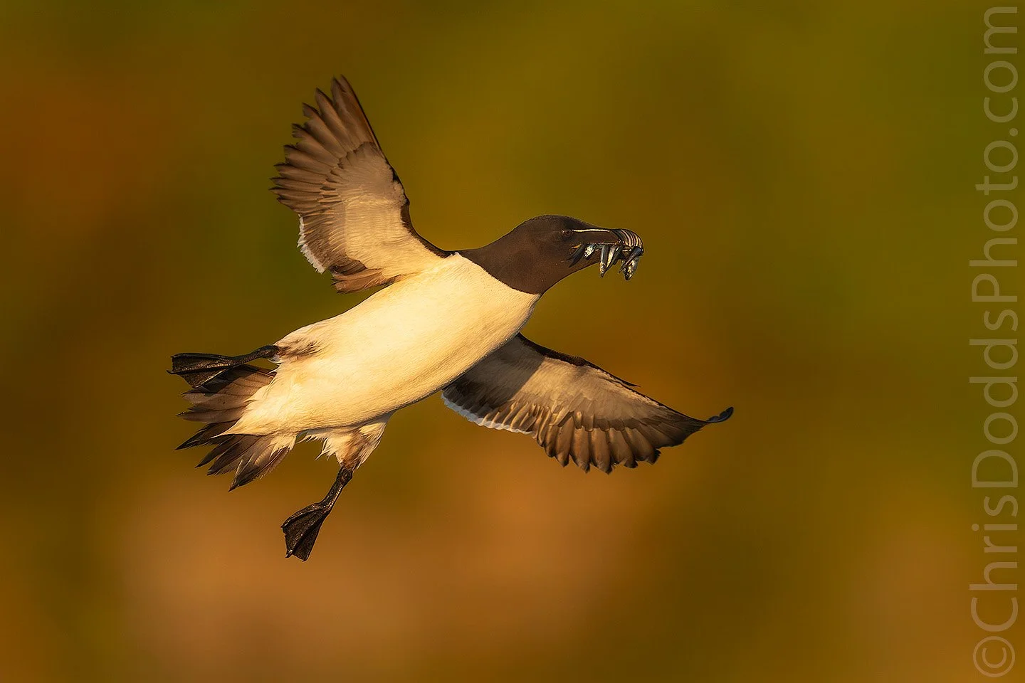 Razorbill flying with a mouthful of fish for its chick during Christopher Dodds' Atlantic Puffin Photography Workshop on Île aux Perroquets, Quebec.