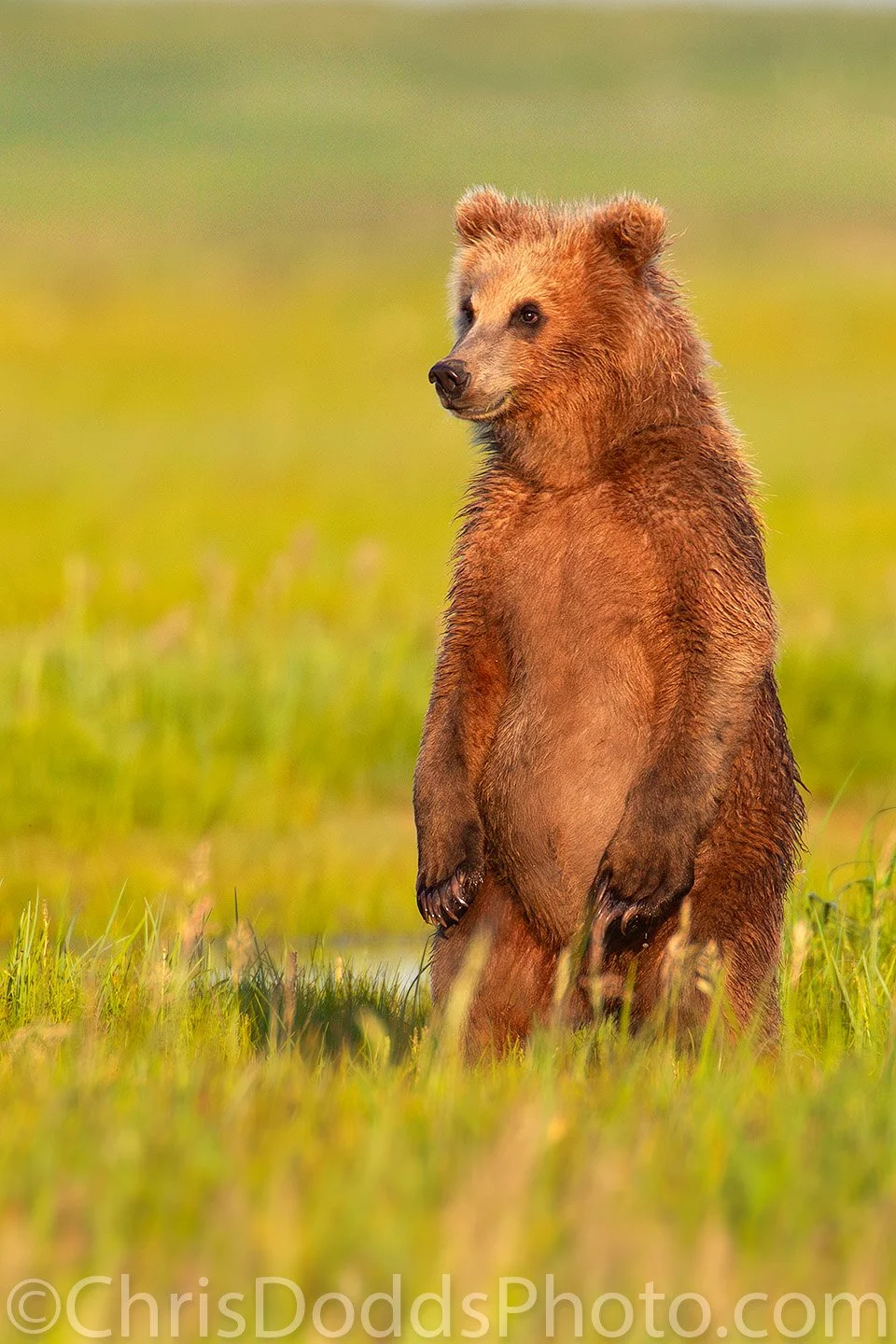 Second-year brown bear cub standing in golden light at Hallo Bay, Katmai Alaska on a brown bear photography workshop