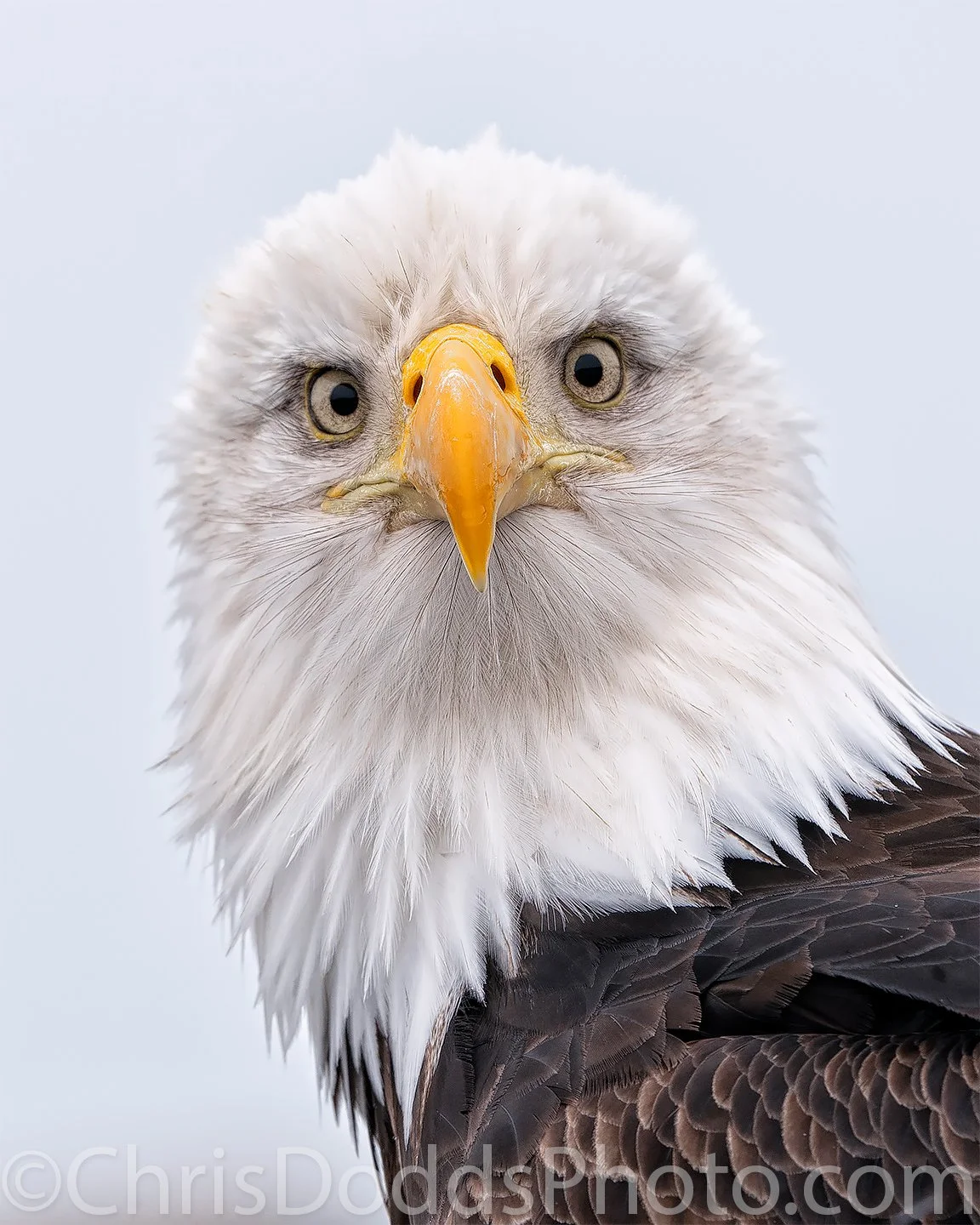 Bald Eagle Portrait Stare Nature Photography Blog