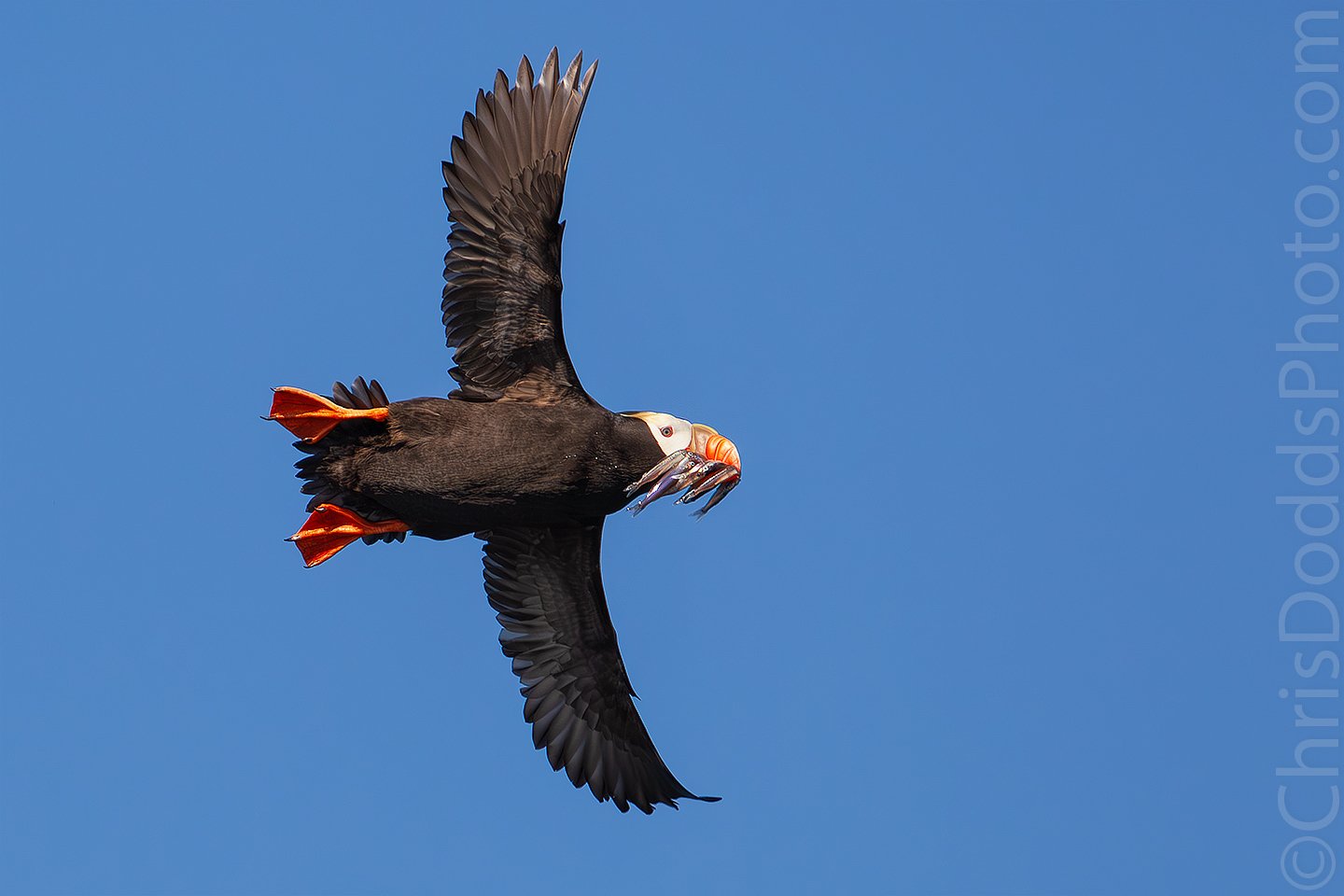 Tufted Puffin Facts - NatureMapping